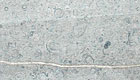Thornback - Honey coloured with a mass of small shells which contain flecks of black